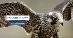 4 Species of Falcons in Iowa (Pictures and Facts)