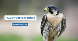 3 Types of Falcons in New Jersey (With Pictures)