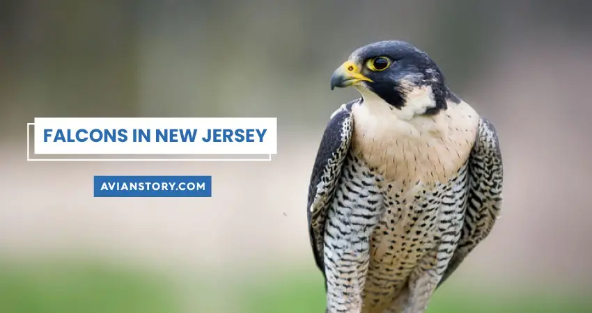 3 Types Of Falcons In New Jersey (With Pictures)