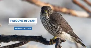 5 Types Falcons In Utah: The State’s Aerial Hunters!