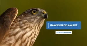 9 Types of Hawks in Delaware (With Pictures)