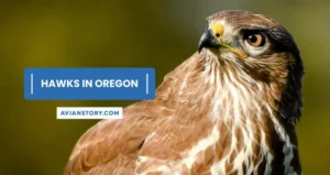 11 Types of Hawks in Oregon (With Pictures)