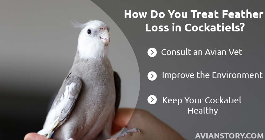 How Do You Treat Feather Loss in Cockatiels
