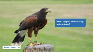 How Long Do Hawks Stay In One Area?