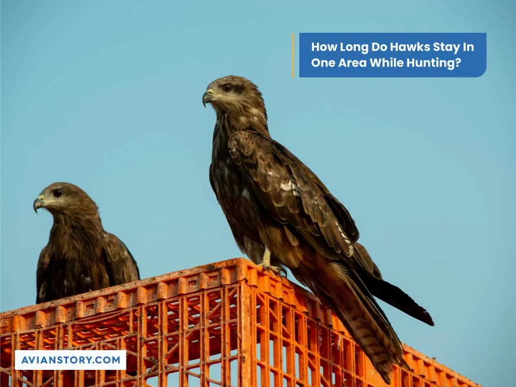 How Long Do Hawks Stay In One Area? 1
