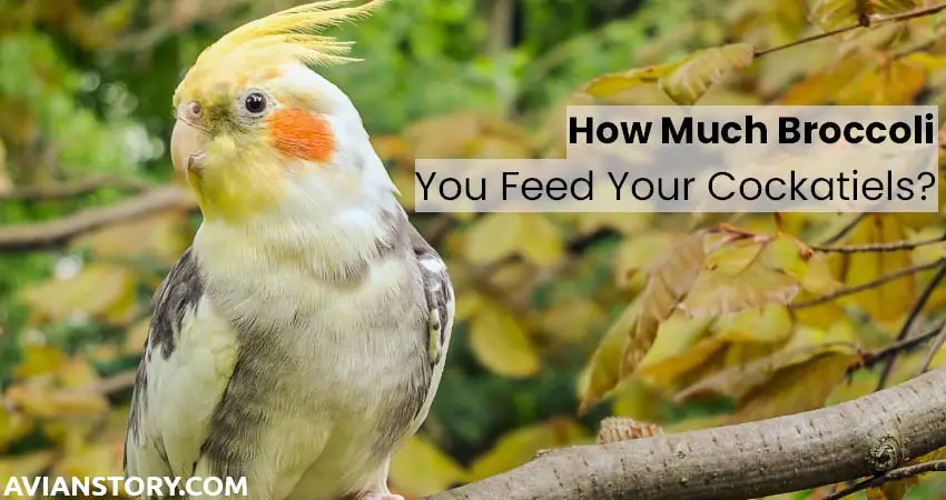 How Much Broccoli Should You Feed Your Cockatiels