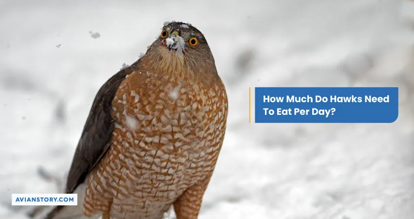 How Much Do Hawks Need To Eat Per Day