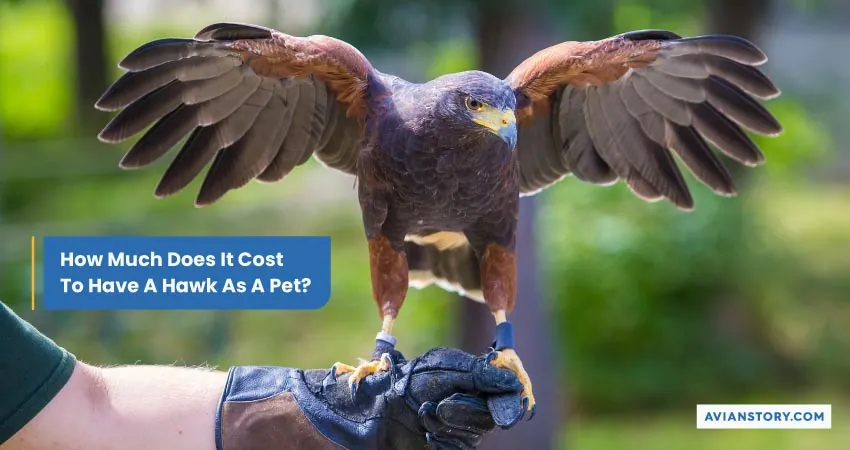 How Much Does It Cost To Have A Hawk As A Pet