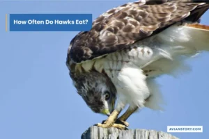 How Often Do Hawks Eat?