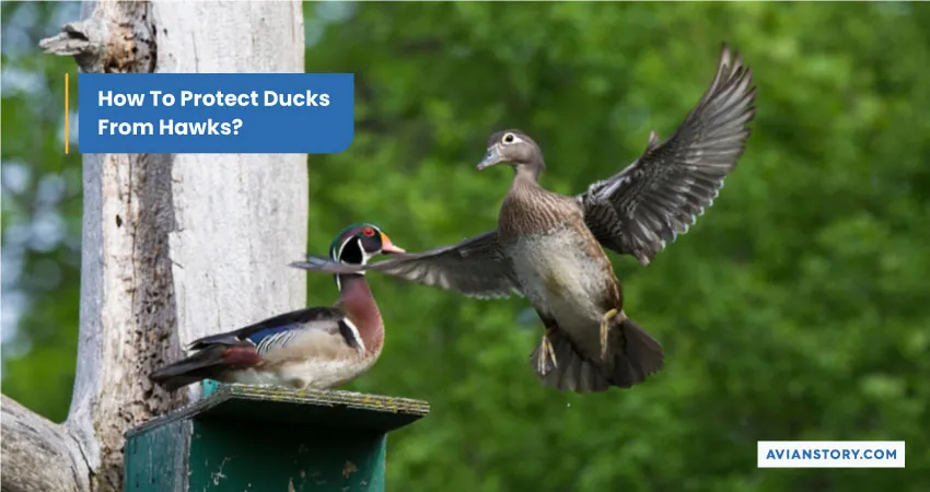 How To Protect Ducks From Hawks