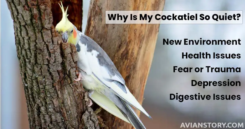 Reasons of Cockatiel So Quiet