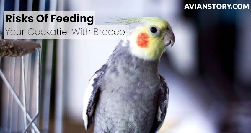 Risks Of Feeding Your Cockatiel With Broccoli