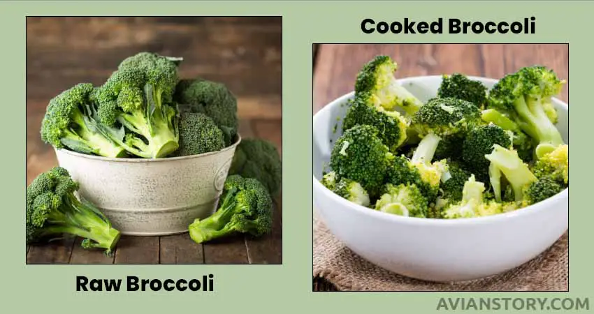 Should You Feed Your Cockatiels With Raw Or Cooked Broccoli