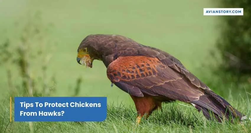 Tips To Protect Chickens From Hawks