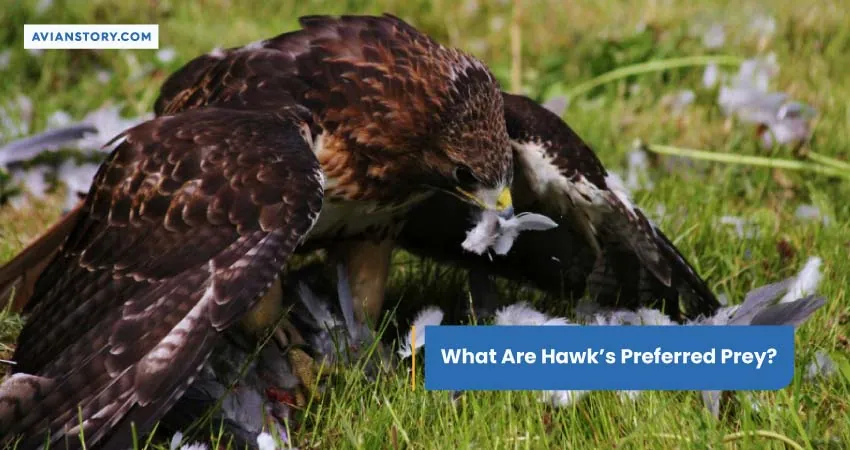 What Are Hawks Preferred Prey