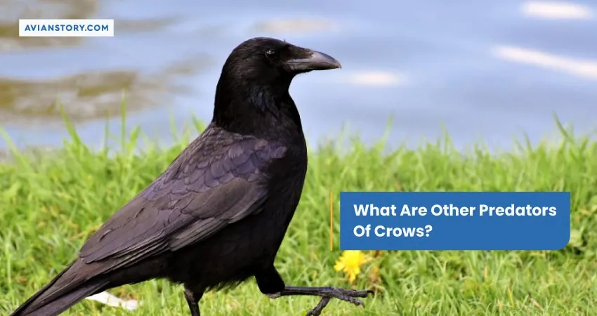 What Are Other Predators of Crows