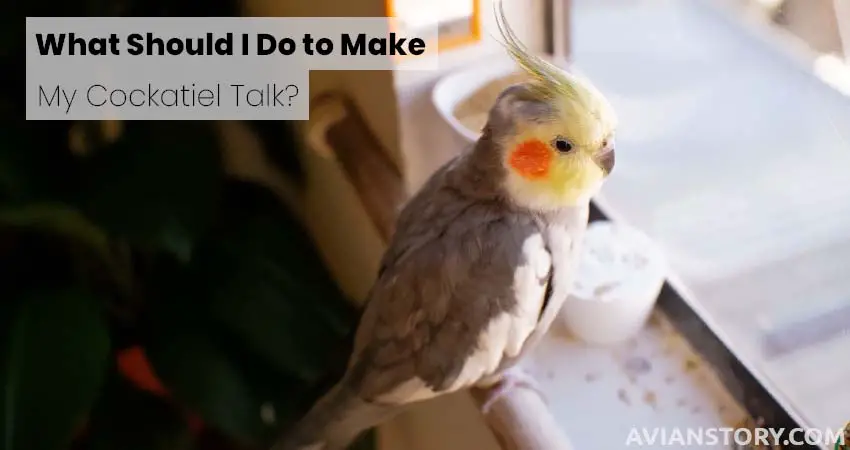 What Should I Do to Make My Cockatiel Talk