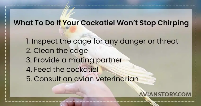 What To Do If Your Cockatiel Won’t Stop Chirping