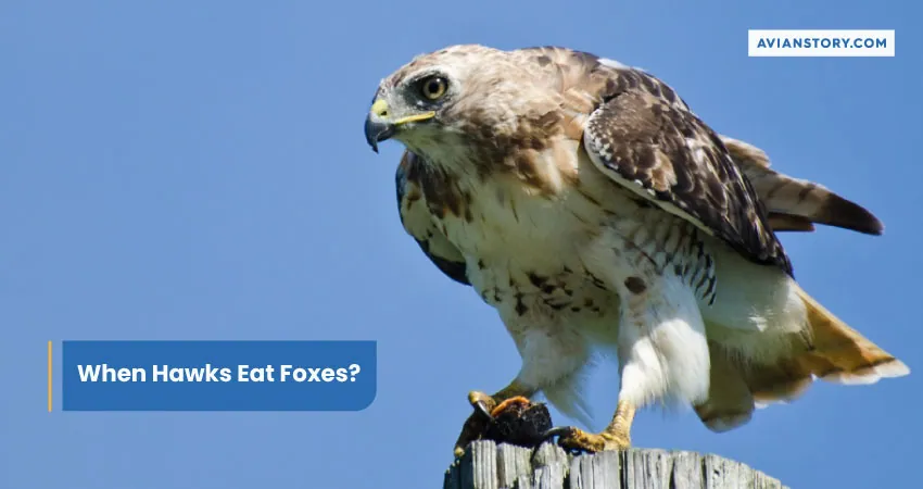 When Hawks Eat Foxes