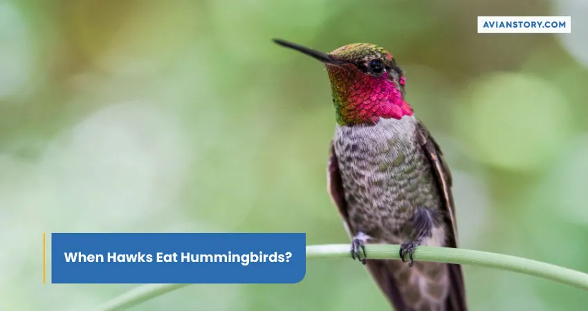 When Hawks Eat Hummingbirds