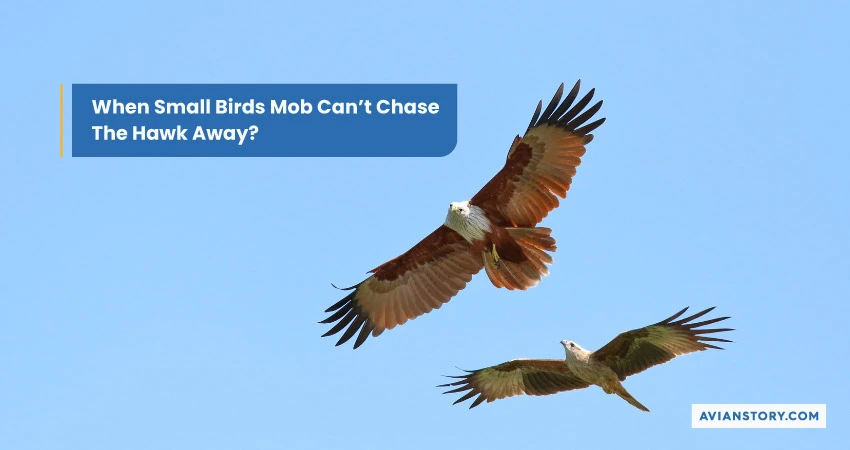 When Small Birds Mob Can’t Chase the Hawk Away