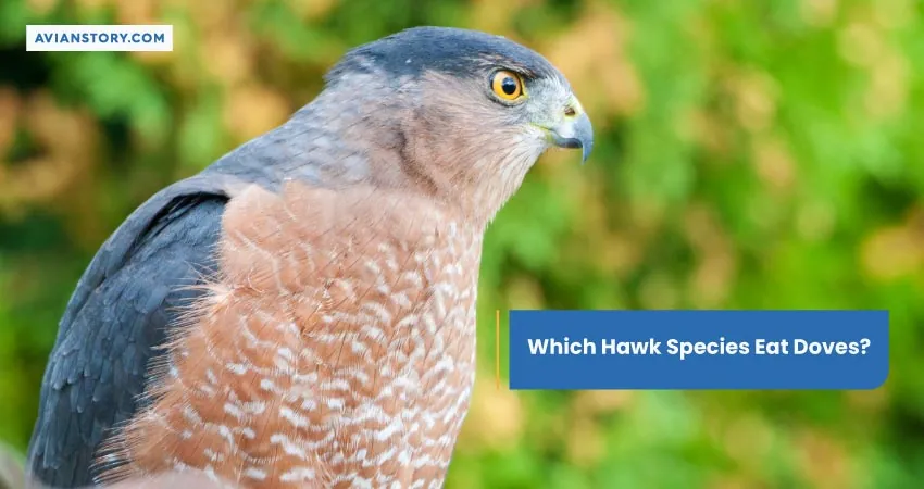 Which Hawk Species Eat Doves