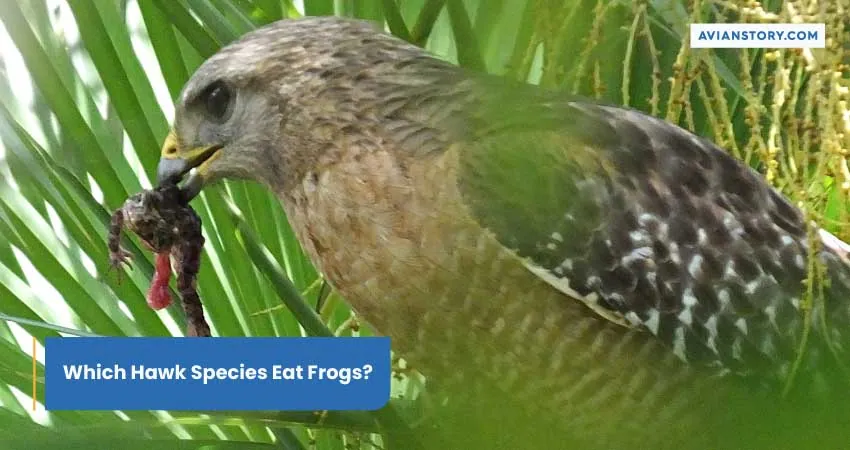 Which Hawk Species Eat Frogs