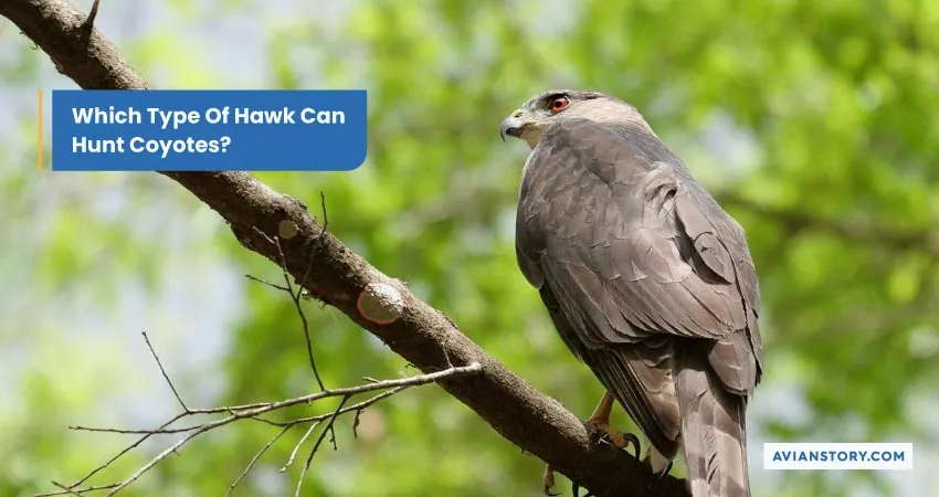 Which Type Of Hawk Can Hunt Coyotes