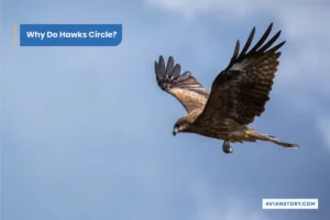 Why Do Hawks Circle?