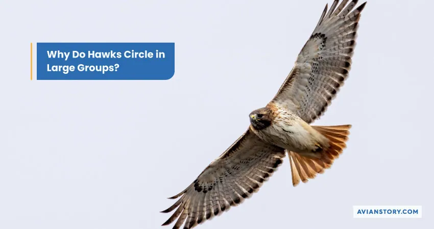 Why Do Hawks Circle in Large Groups
