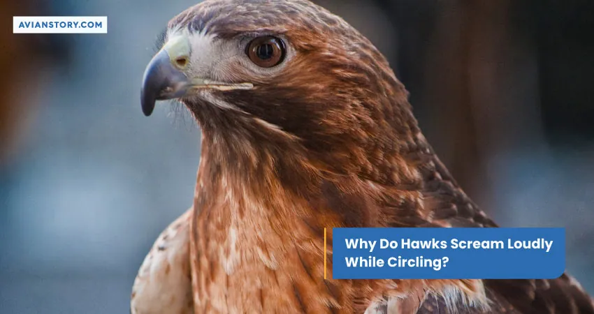 Why Do Hawks Scream Loudly While Circling