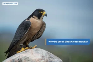 Why Do Small Birds Chase Hawks?