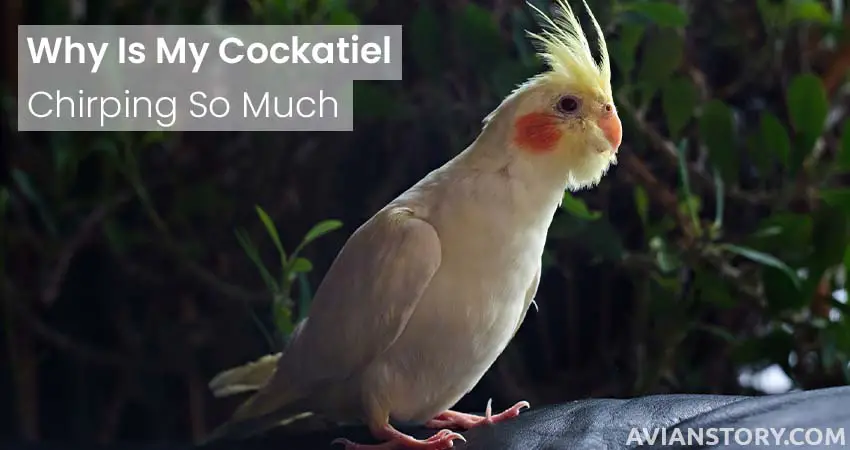 Why Is My Cockatiel Chirping So Much