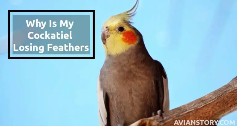 Why Is My Cockatiel Losing Feathers?