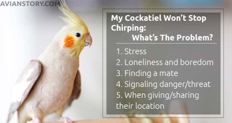 Why My Cockatiel Won't Stop Chirping [Explained!]