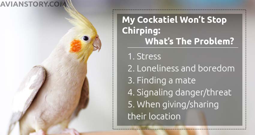 Why My Cockatiel Won’t Stop Chirping: What’s The Problem?