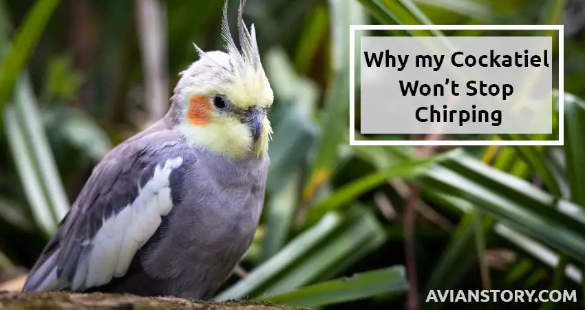 Why My Cockatiel Won't Stop Chirping [Explained!]