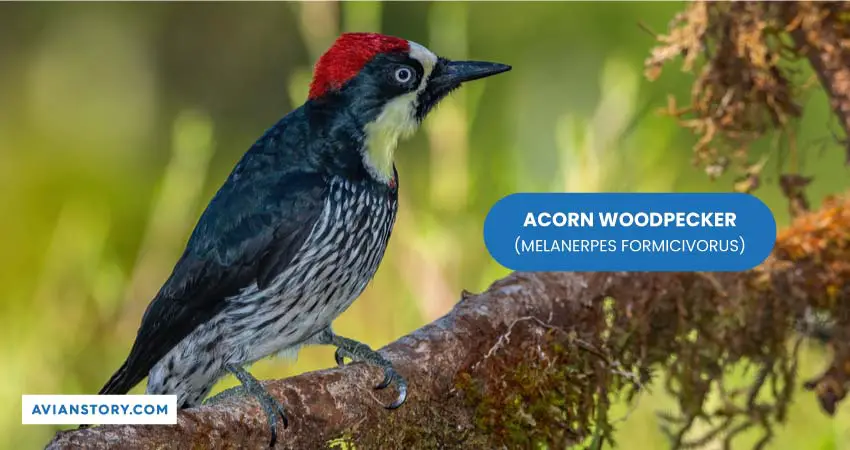 ACORN WOODPECKER