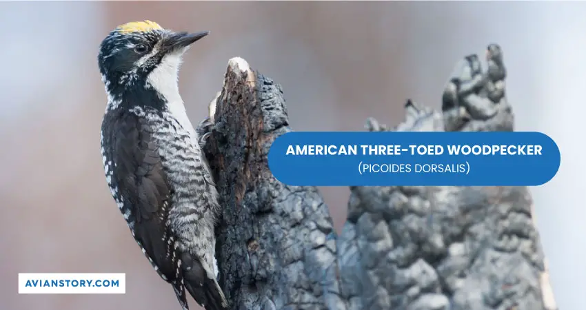 AMERICAN THREE TOED WOODPECKER