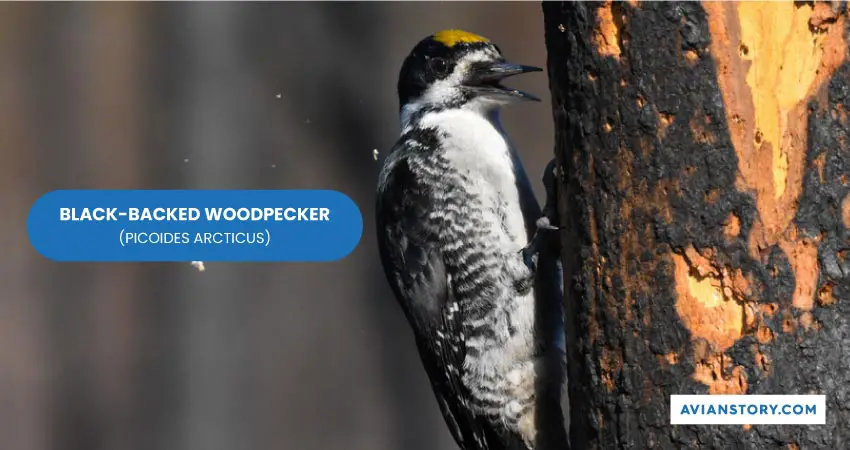 BLACK BACKED WOODPECKER