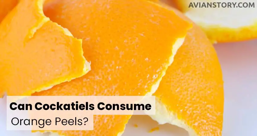 Can Cockatiels Consume Orange Peels