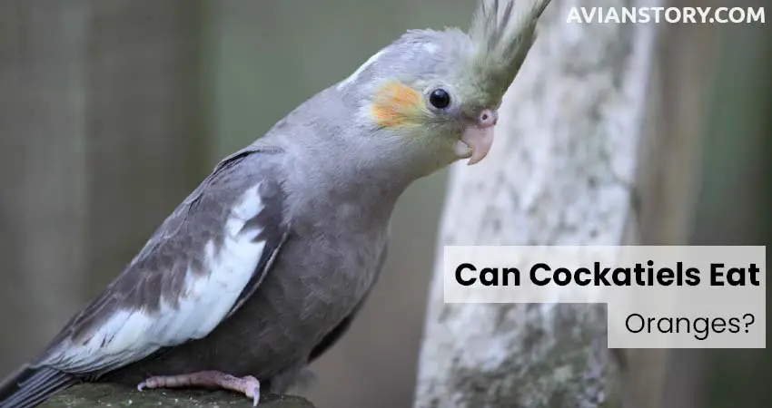 Can Cockatiels Eat Oranges?- [What About The Peel?] 1