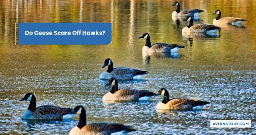 Do Hawks Eat Geese? 1