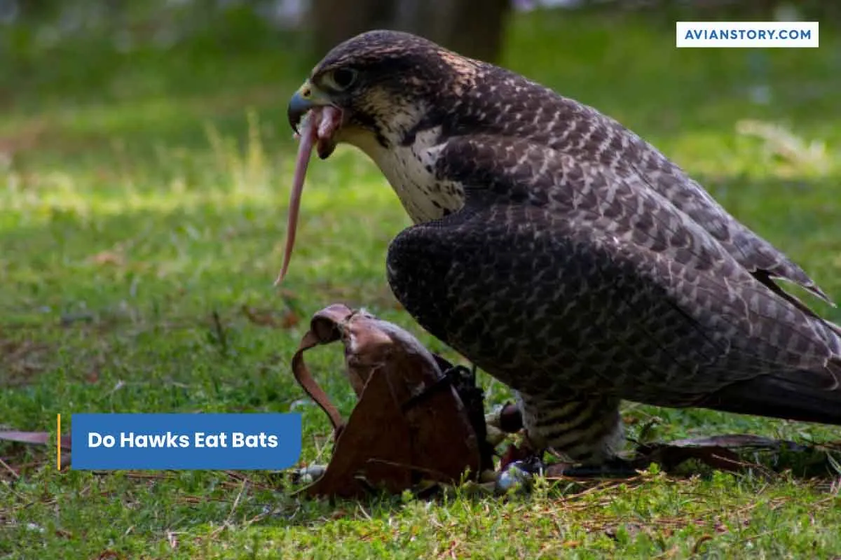 Do Hawks Eat Bats?