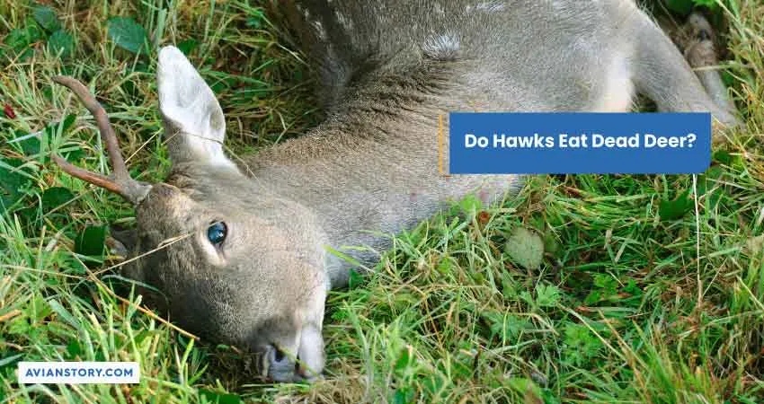 Do Hawks Eat Dead Deer