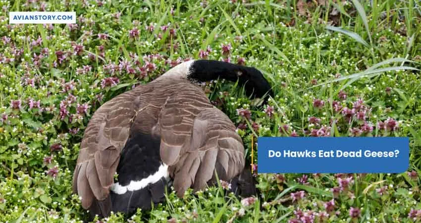 Do Hawks Eat Dead Geese