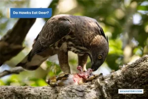 Do Hawks Eat Deer?