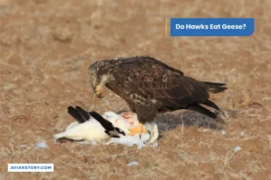 Do Hawks Eat Geese?