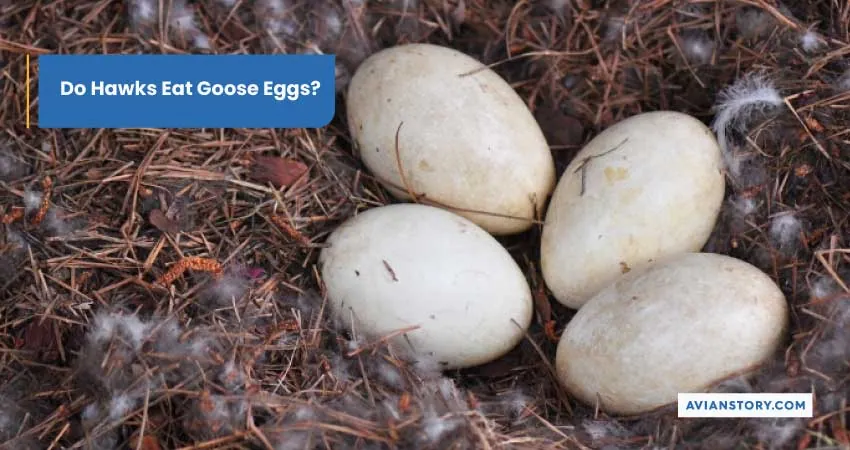 Do Hawks Eat Goose Eggs