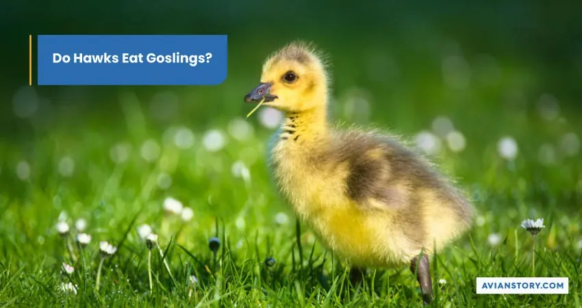 Do Hawks Eat Goslings